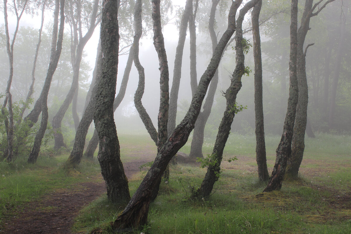 В танце, хмельные от тумана - Августина 