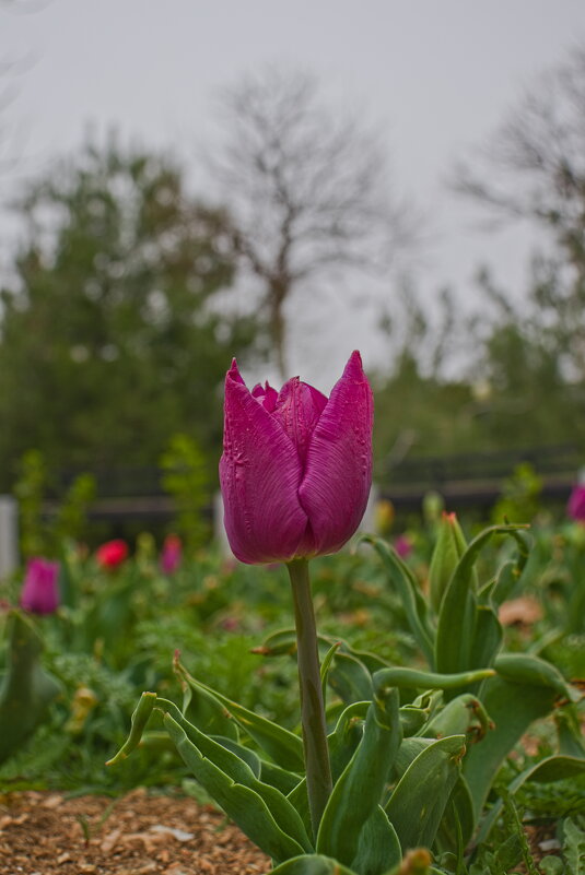 Тюльпанчик - Giant Tao /