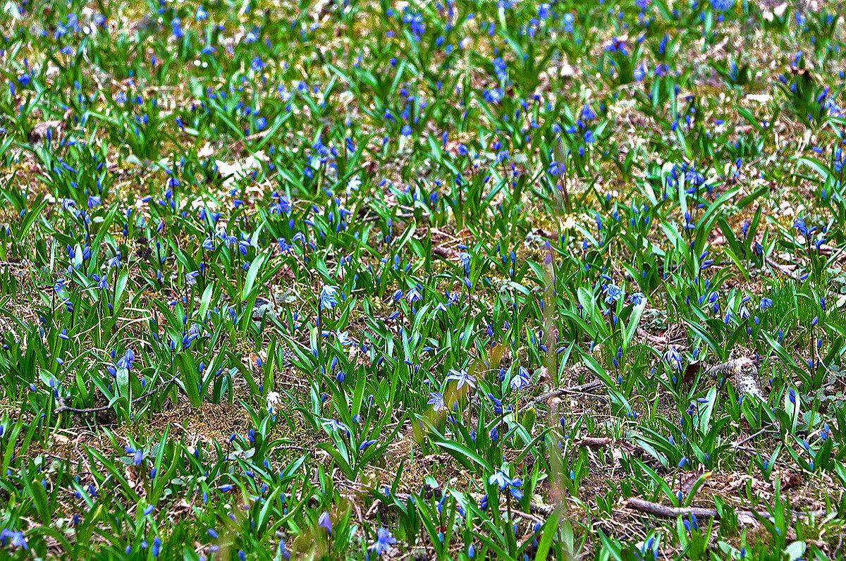 Пролесковая полянка - Светлана Пролесковая полянка - Светлана