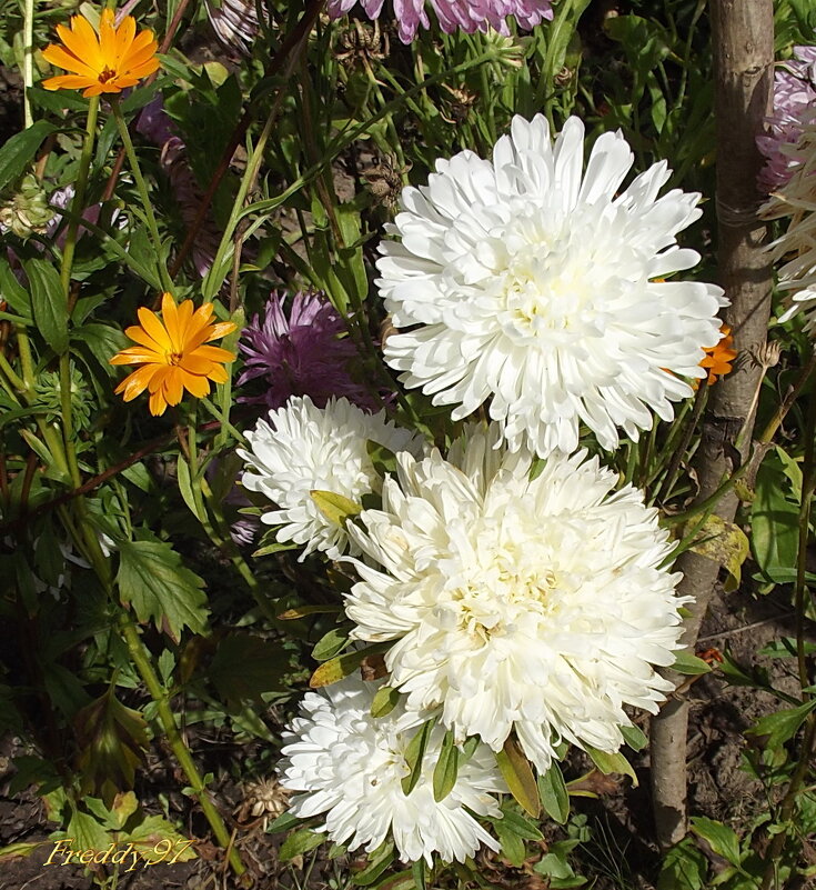 Астры - Freddy 97