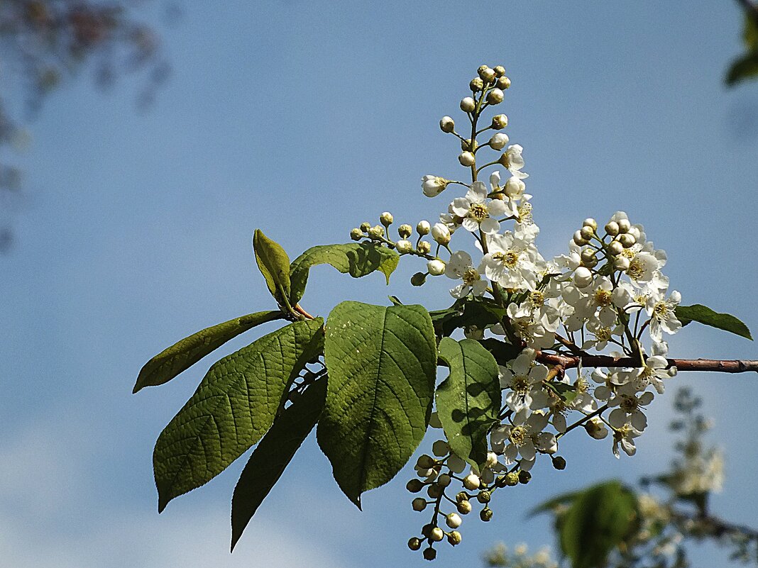 Черёмухи цвет - Зоя Мишина