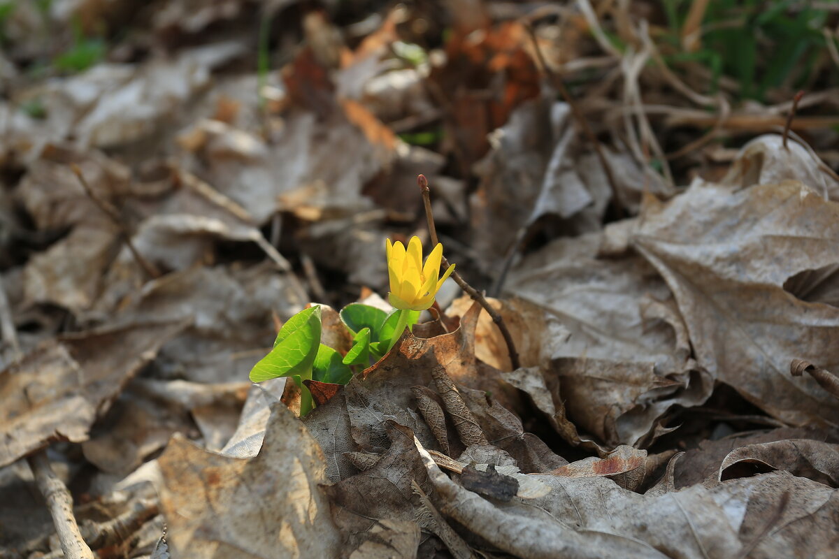 ... - Ninell Nikitina