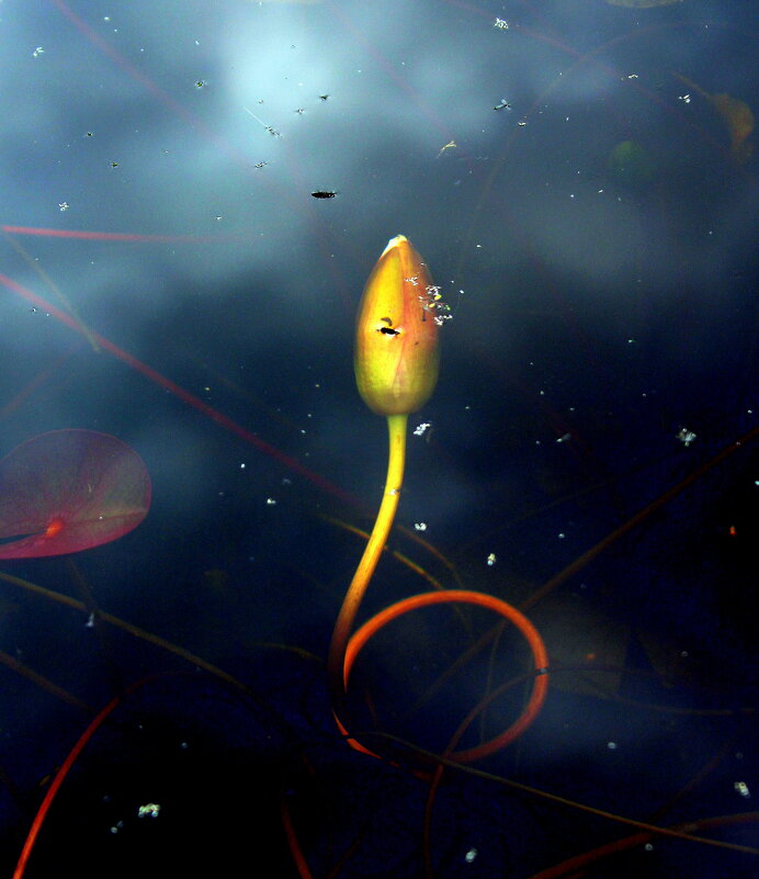 Рождение нимфеи! - жанна нечаева