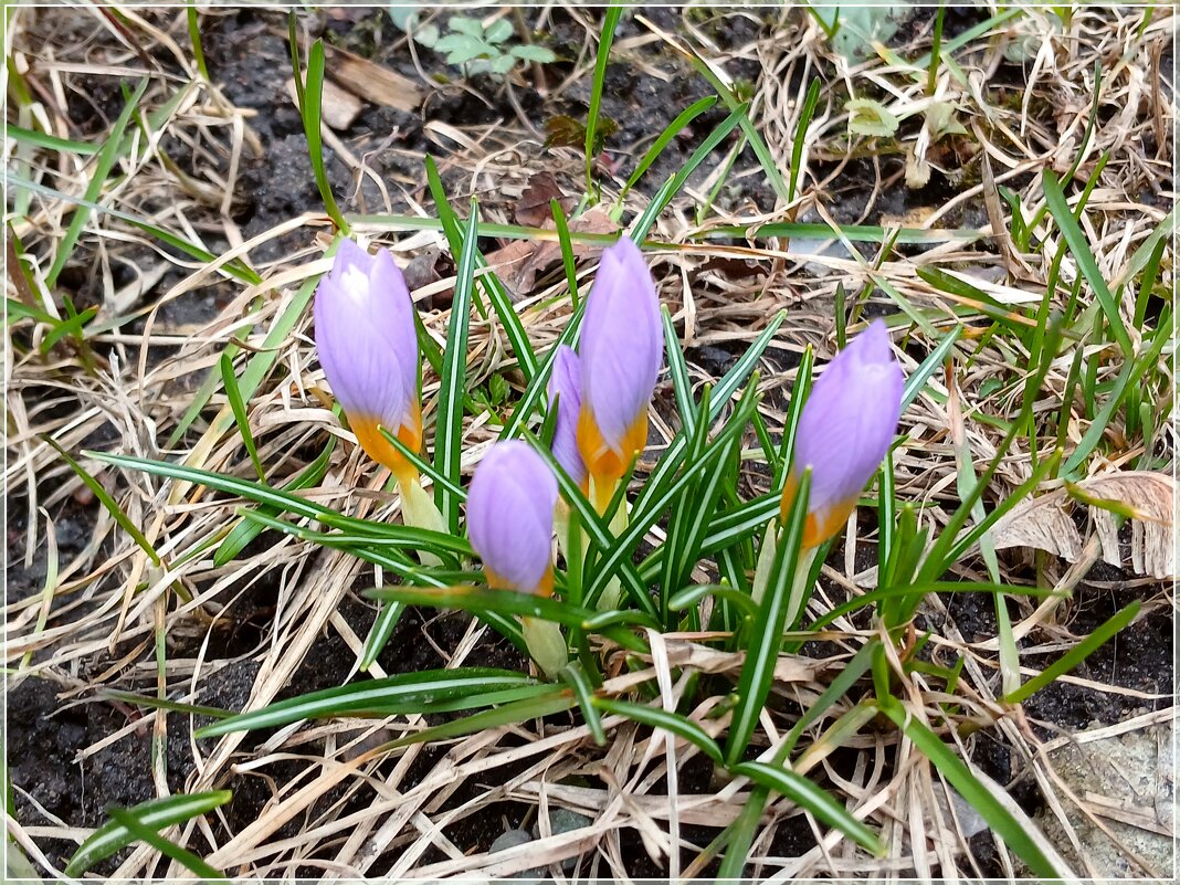 Мартовские. - Лия ☼