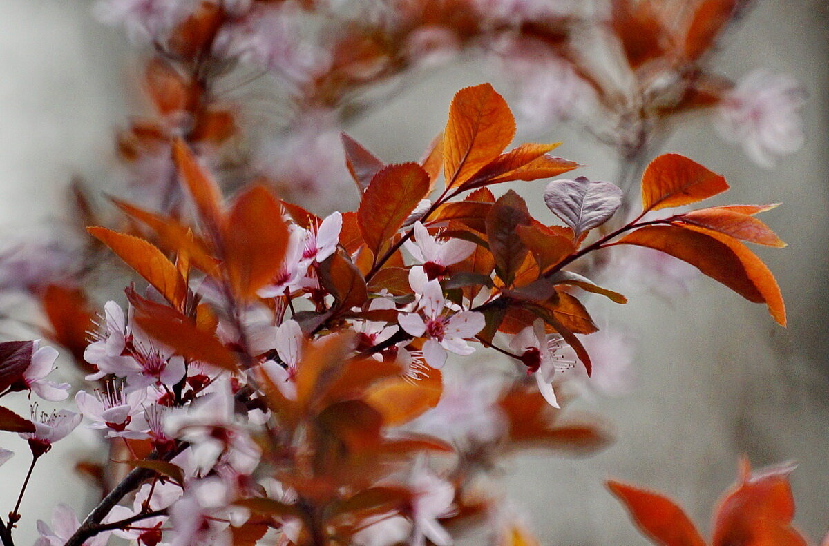 ВЕСНА... - Николай Саржанов