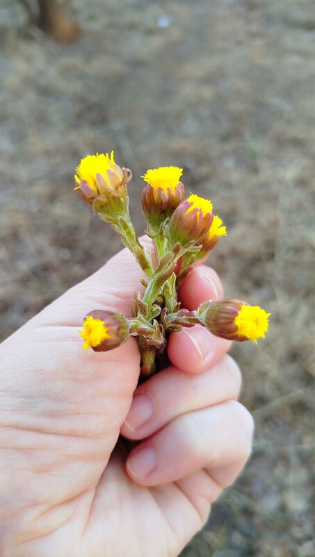 Букетик - светлана льдокова