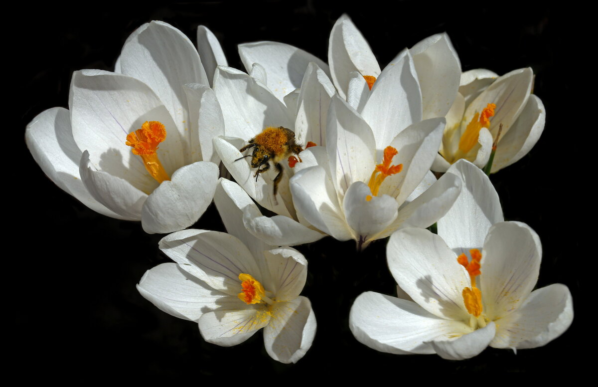 31 марта - Михаил Бибичков