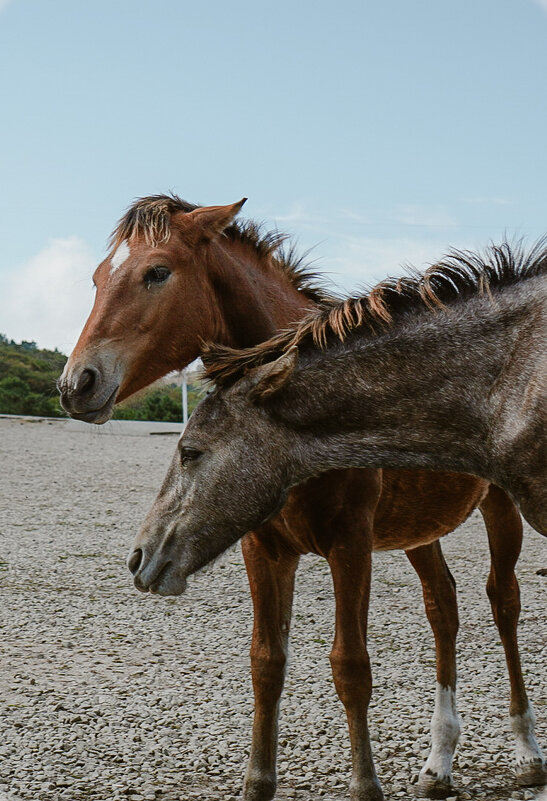 Лошади - Татьяна Аникина