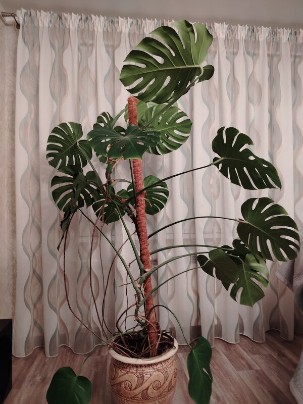 Монстера 1, 5 метра - Надежда Монстера 1, 5 метра - Надежда