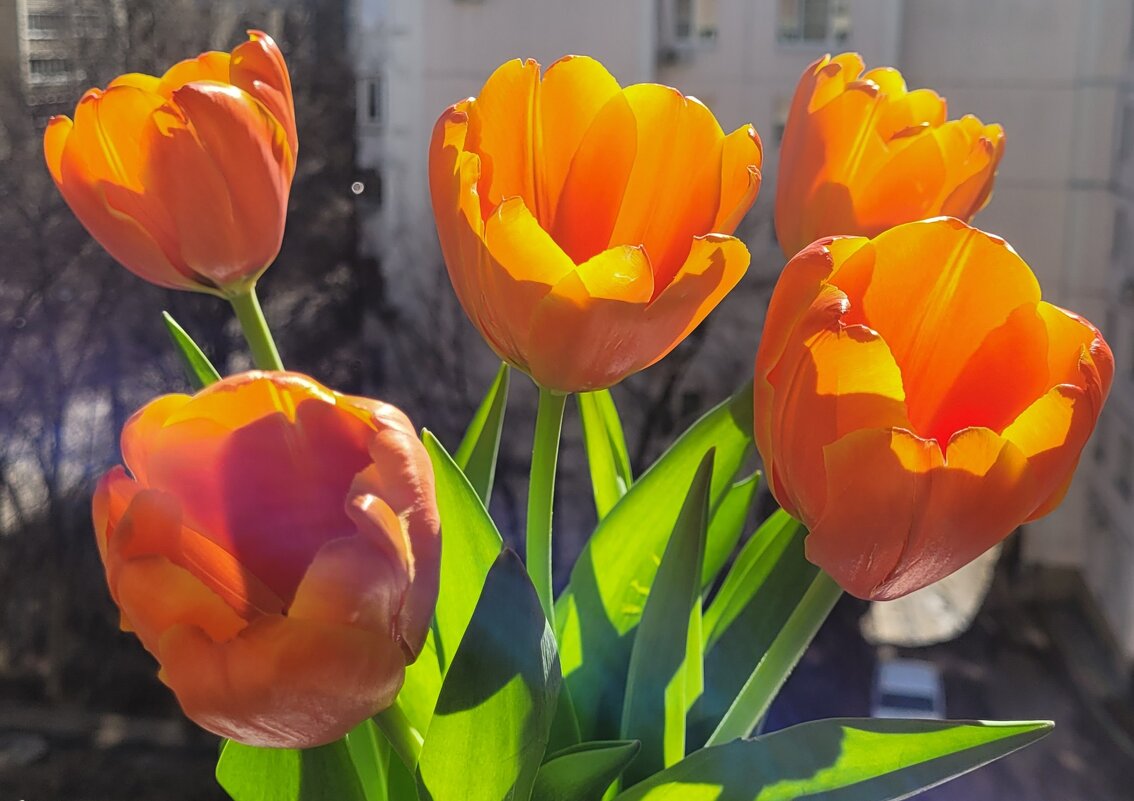 С юным месяцем Апрелем! - Татьяна Машошина С юным месяцем Апрелем! - Татьяна Машошина