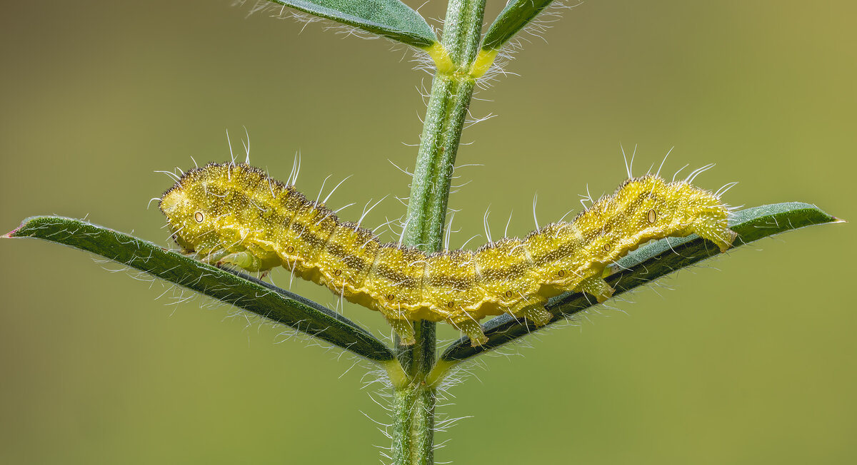 Гусеница.Совка хлопковая (лат. Helicoverpa armigera) - Александр Григорьев