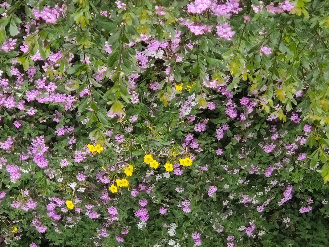 Первое апреля. Цветочный ковер. - Светлана Хращевская