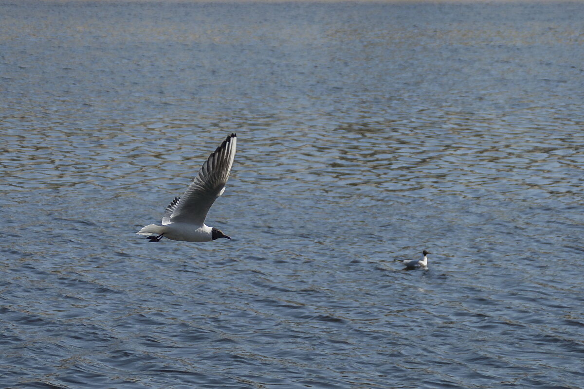 Над водой - полёт нормальный - Елена Пономарева