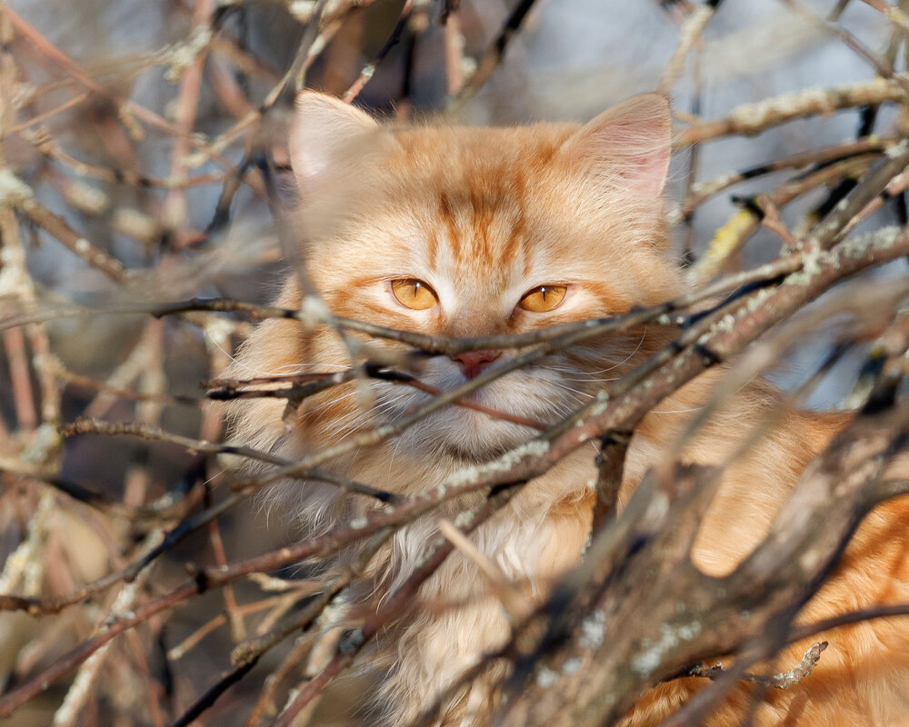Кот, который построил гнездо... - Александр 