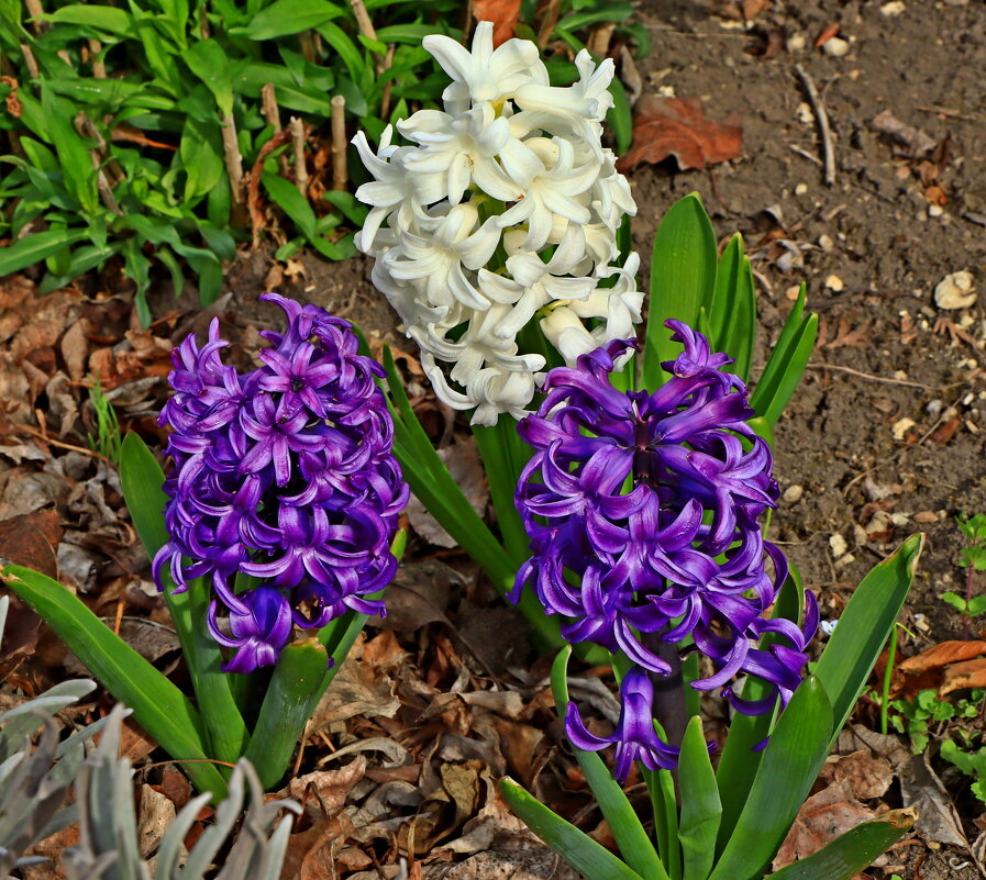 гиацинты - Игорь Kуленко