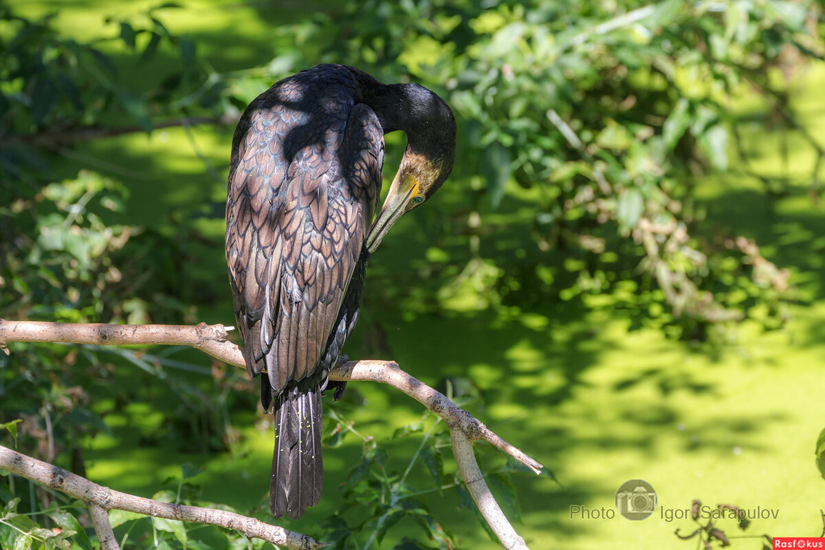 Баклан чистит свои пёрышки - Игорь Сарапулов Баклан чистит свои пёрышки - Игорь Сарапулов