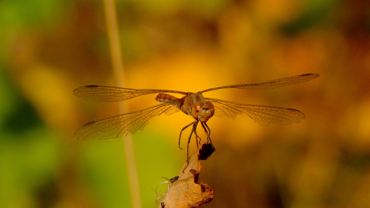 немного про стрекоз 3 - Александр Прокудин немного про стрекоз 3 - Александр Прокудин