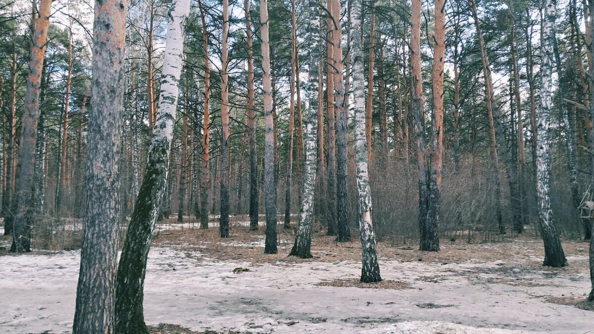 Сосновые леса . - Георгиевич Сосновые леса . - Георгиевич