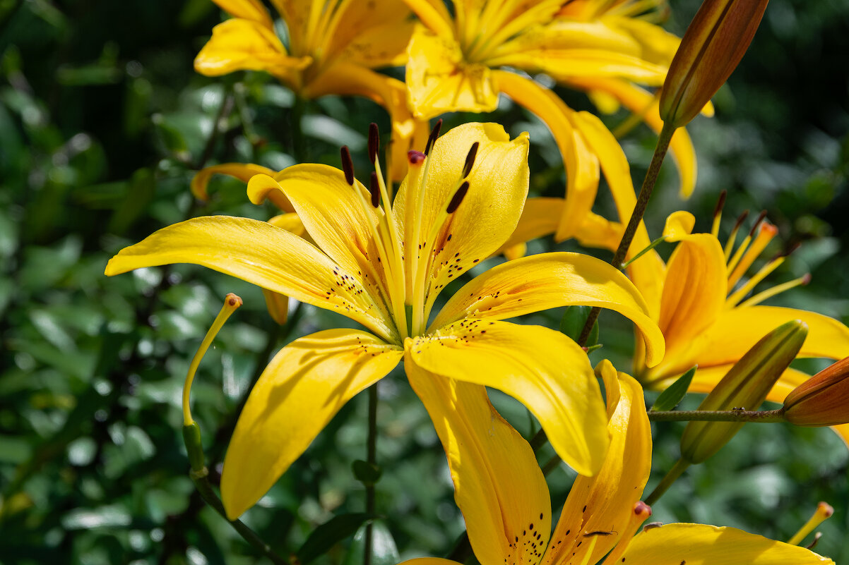 *** - Виктор Иванович Чернюк *** - Виктор Иванович Чернюк