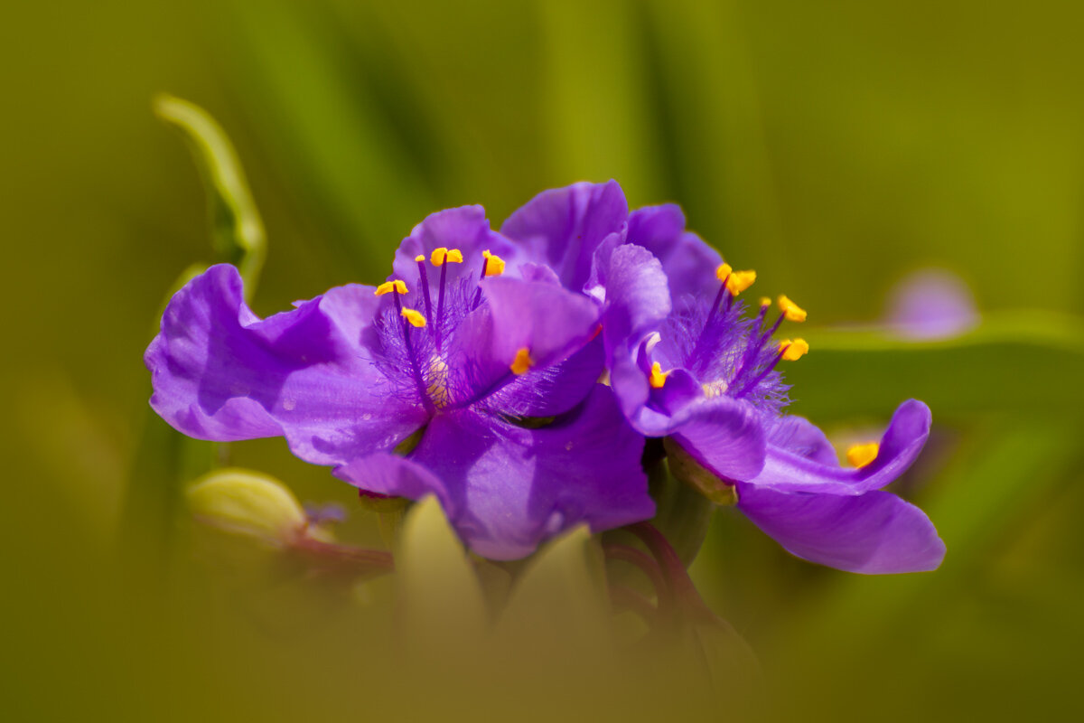 традесканция - Игорь Сикорский традесканция - Игорь Сикорский