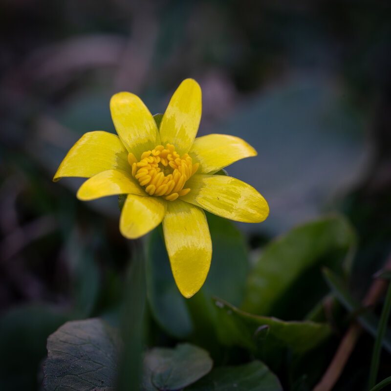 Чистяк весенний - Referee (Дмитрий)