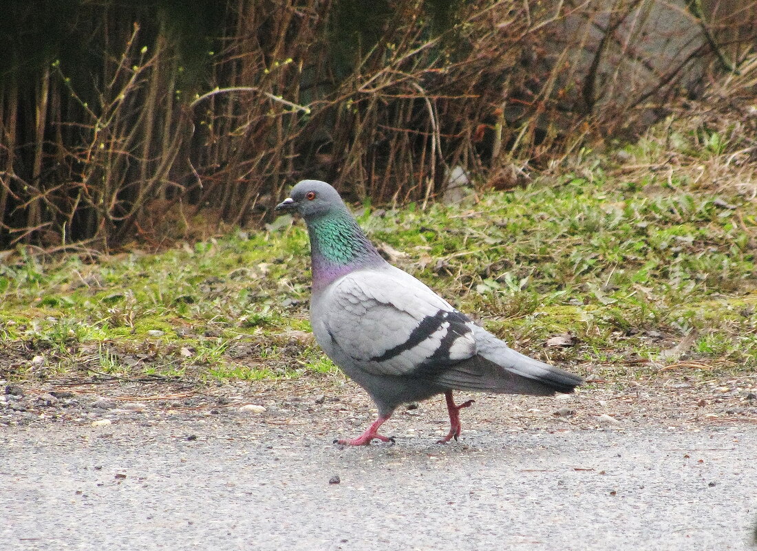 Гуляет красавчик - Людмила Смородинская Гуляет красавчик - Людмила Смородинская