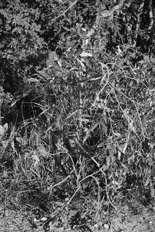 Название отсутствует - Денис Безногов Название отсутствует - Денис Безногов