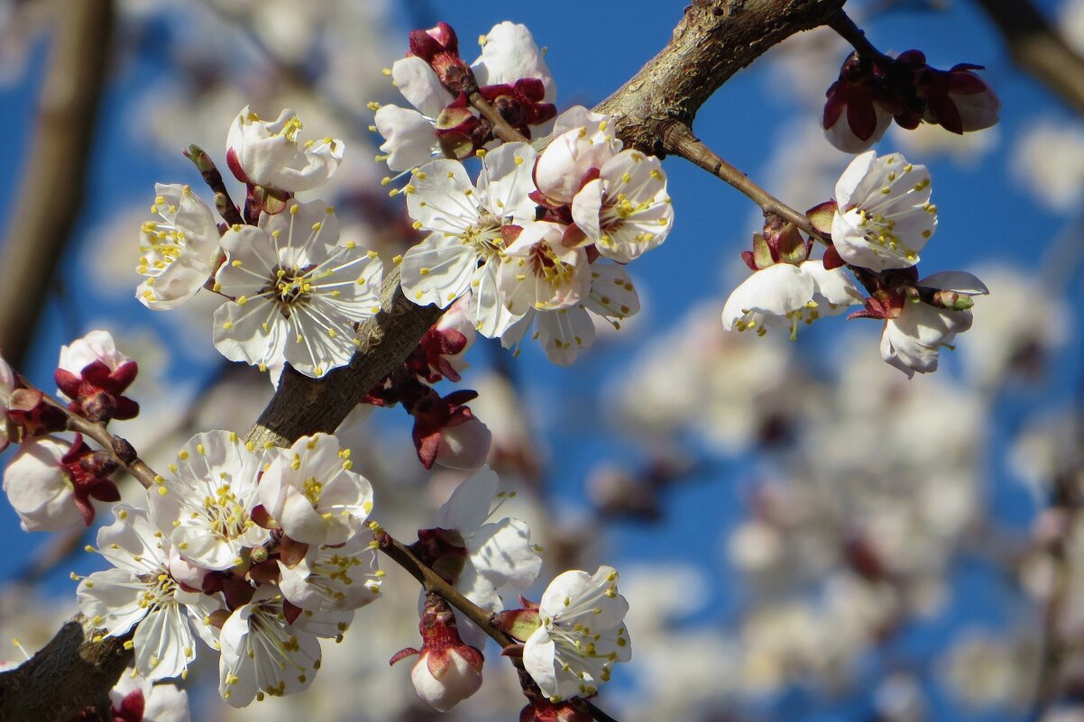 Весенний бал цветения донских садов открывают абрикосы - Татьяна Смоляниченко Весенний бал цветения донских садов открывают абрикосы - Татьяна Смоляниченко