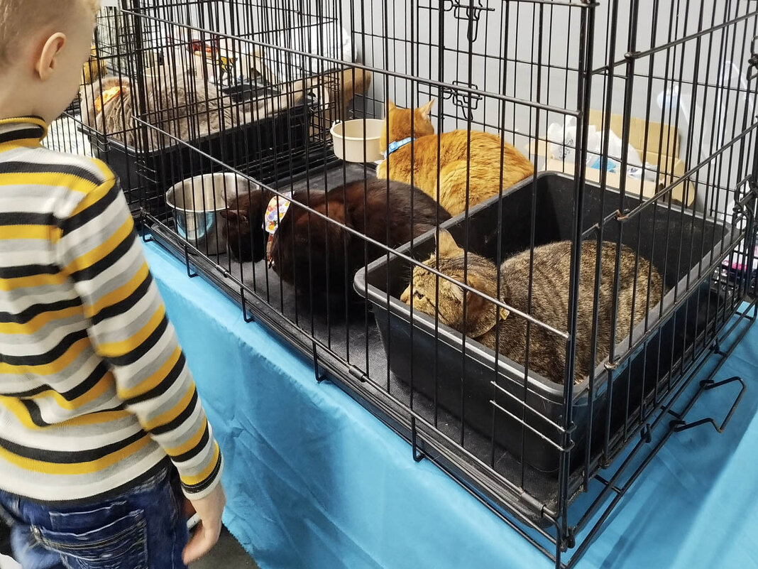 ГАГАРИНСКИЕ_КОШКИ_21 - Сергей Янович Микк ГАГАРИНСКИЕ_КОШКИ_21 - Сергей Янович Микк