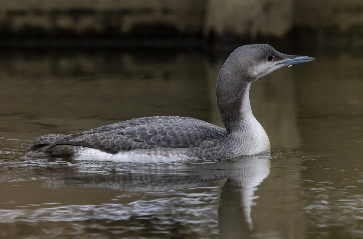 гагара - юрий макаров гагара - юрий макаров
