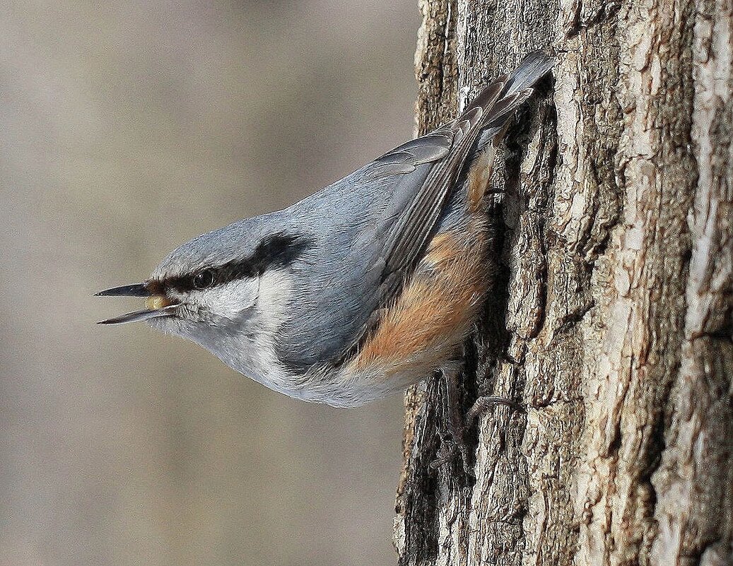 Поползень - ZNatasha - Поползень - ZNatasha -