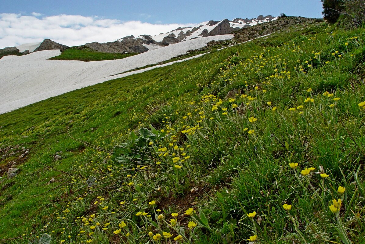ПРОГУЛКА НА БОЛЬШОЙ ЧИМГАН 3300м. - Виктор Осипчук