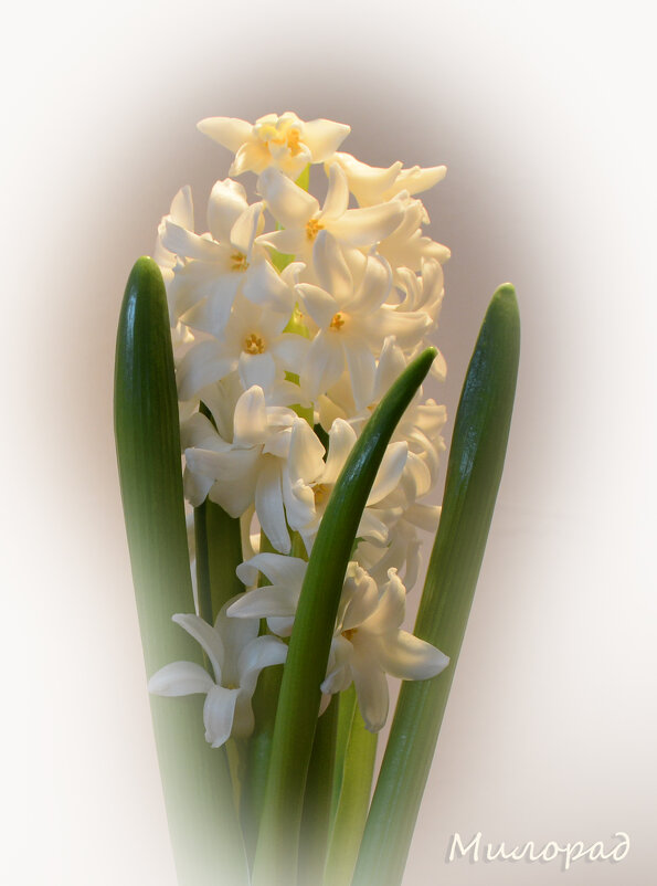 Гиацинт - Милорад *