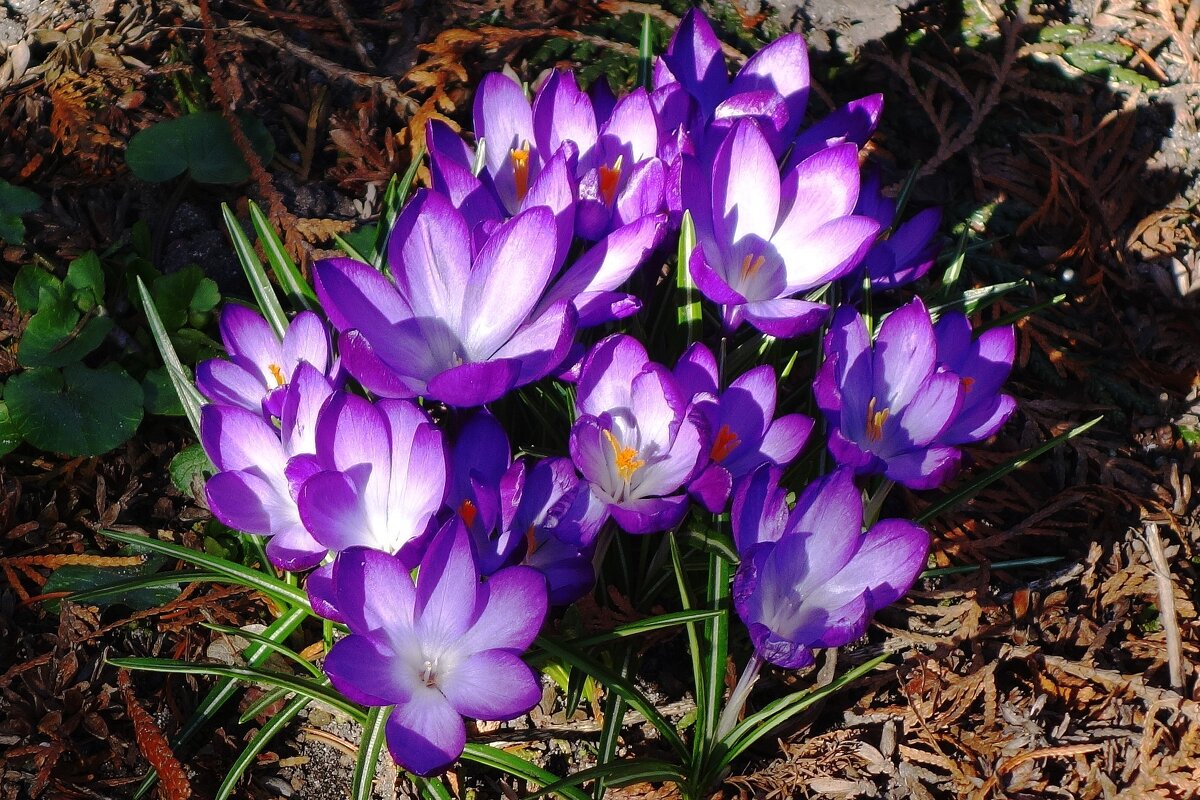 Крокус (шафран) - Рита Симонова