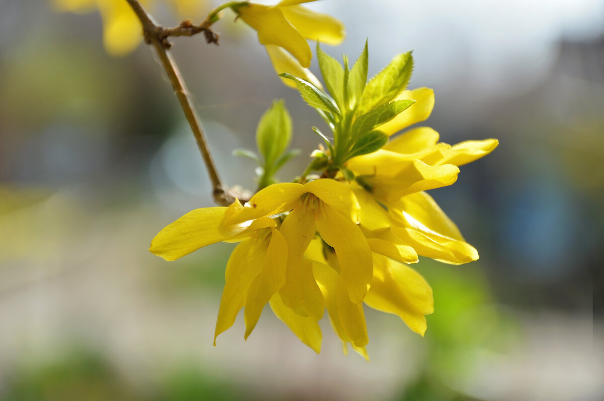 Форзиция - Надежда Куркина