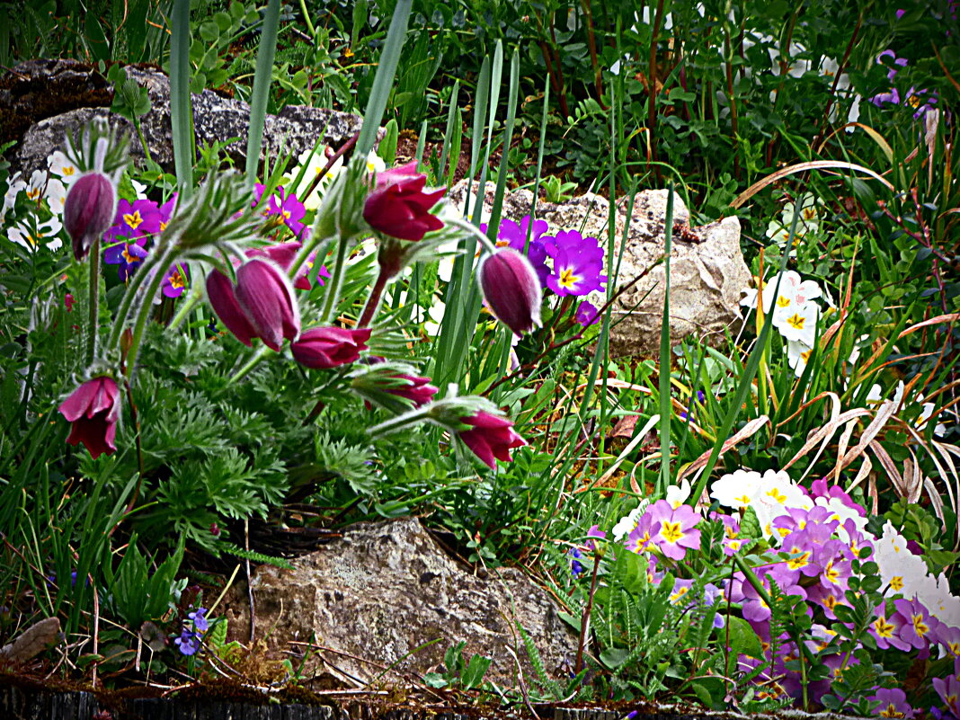 АПРЕЛЬ НА ДАЧЕ - Елена Куприянова 