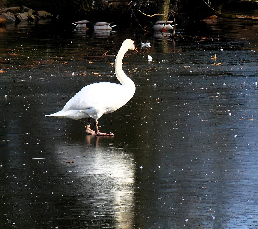 ледовое шоу - Владимир Манкер ледовое шоу - Владимир Манкер