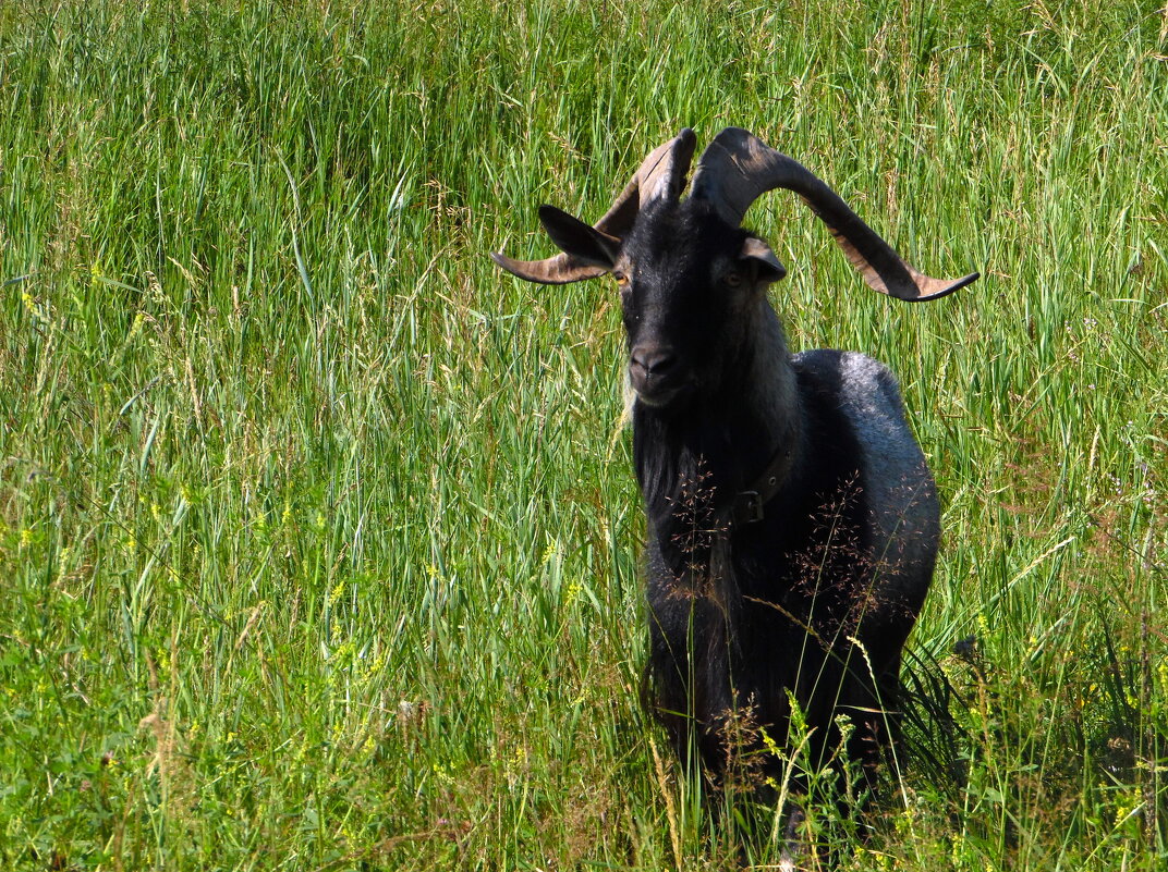 Чёрный козёл. - nadyasilyuk Вознюк Чёрный козёл. - nadyasilyuk Вознюк