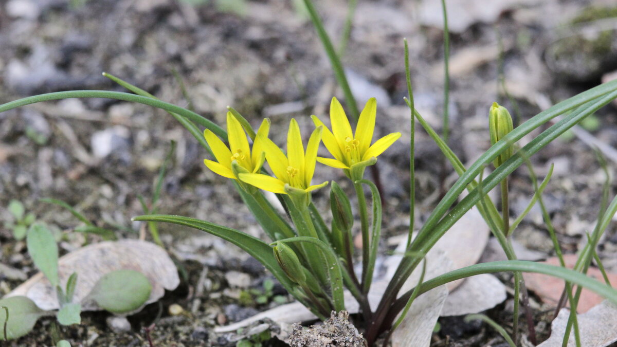 Пролески жёлтые. - Игорь Родионов Пролески жёлтые. - Игорь Родионов