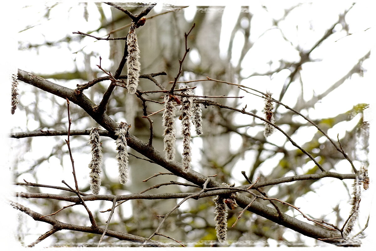 Осиновые серёжки - Фёдор Меркурьев