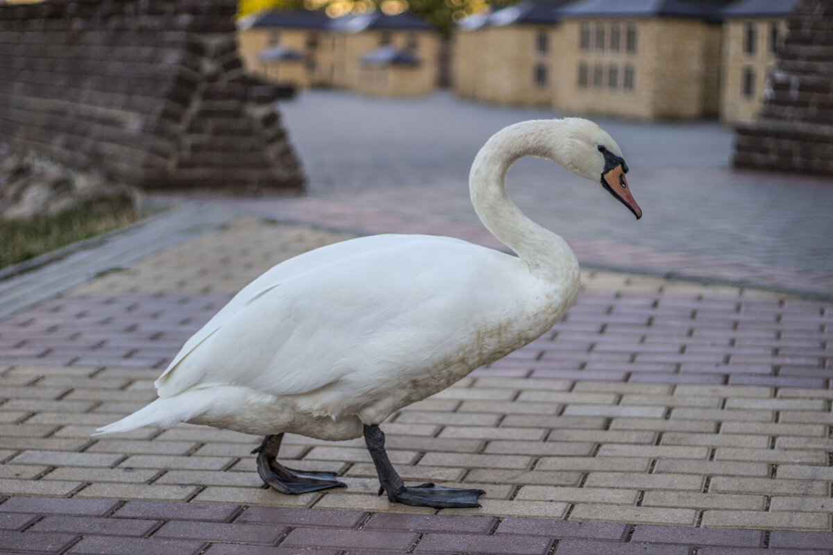 Неприкаянный лебедь прогуливается по старым улочкам Тирасполя - Коля Лукашов Неприкаянный лебедь прогуливается по старым улочкам Тирасполя - Коля Лукашов