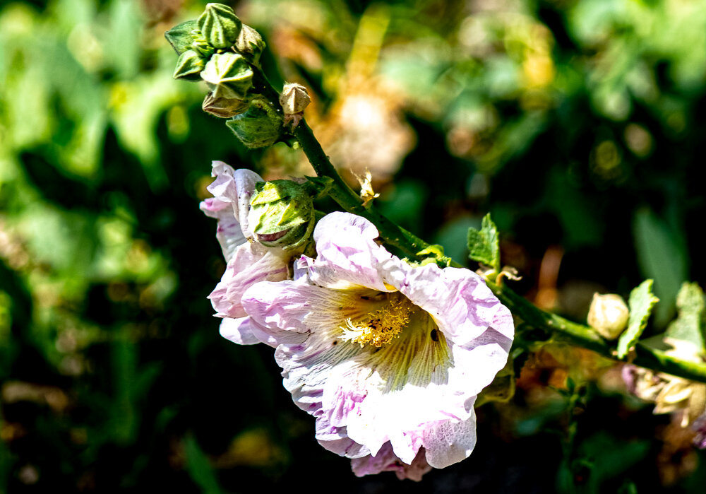 Мальва - Светлана SvetNika17 Мальва - Светлана SvetNika17