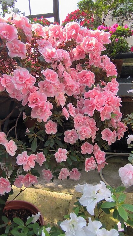 Цветущая азалия. - Ольга Цветущая азалия. - Ольга