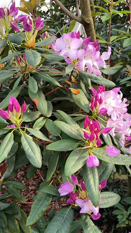 Рододендрон. - Ольга 