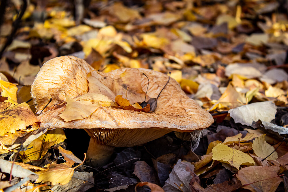 Гриб - Светлана SvetNika17
