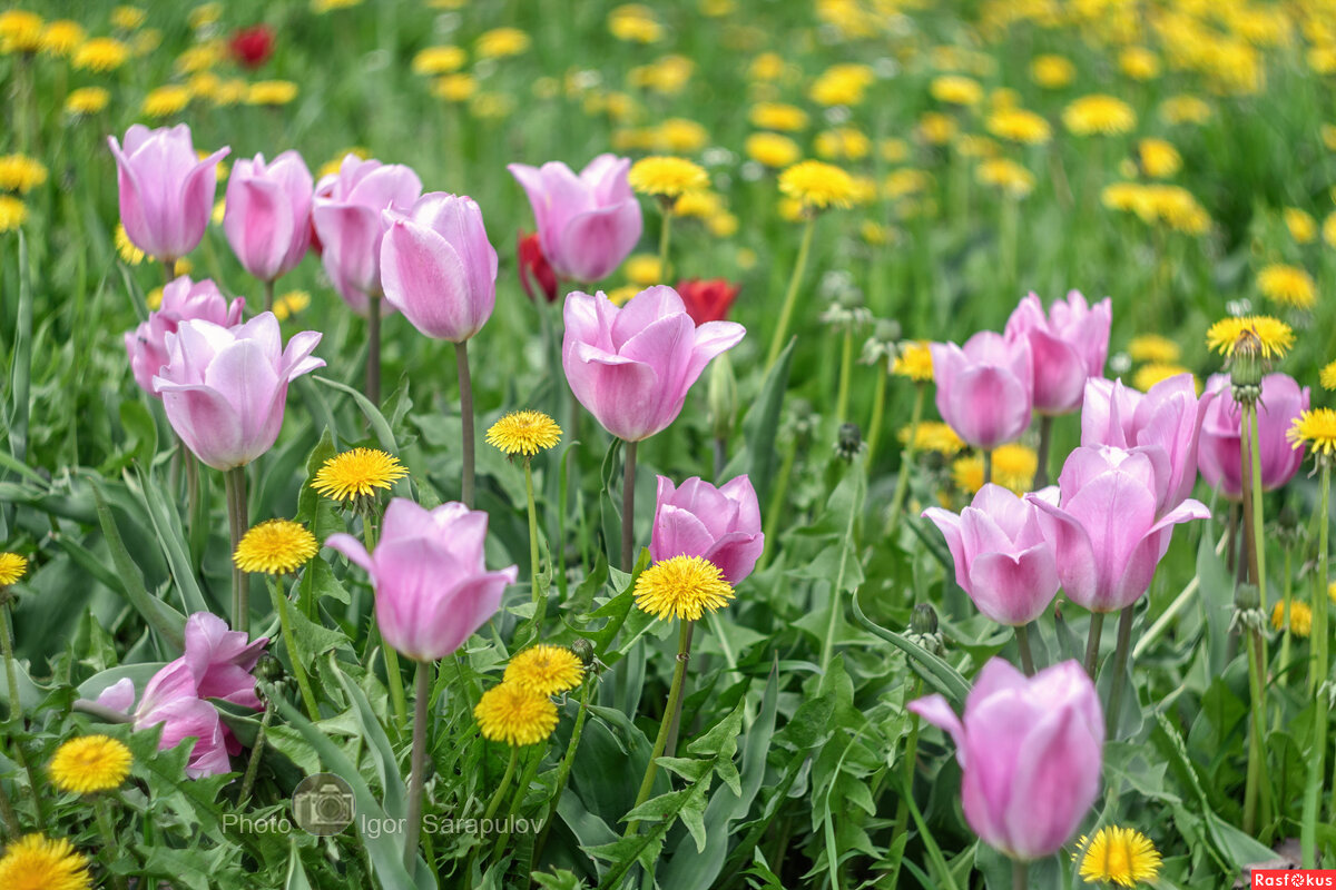 Апрельское цветочное многообразие - Игорь Сарапулов Апрельское цветочное многообразие - Игорь Сарапулов