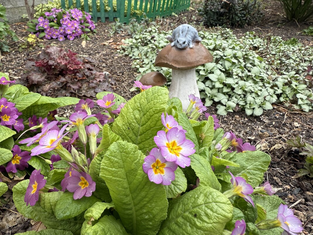 Примула и грибок. - Валентина .