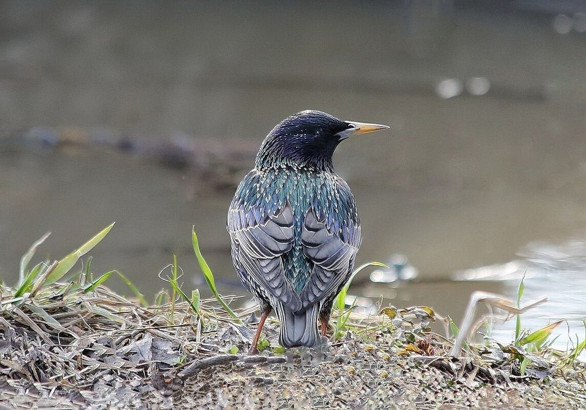 Вестник - ZNatasha - Вестник - ZNatasha -