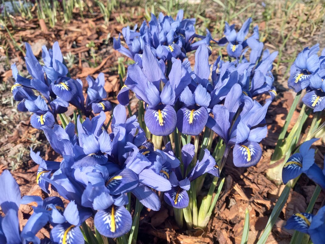 Иридодиктиум - Сапсан 