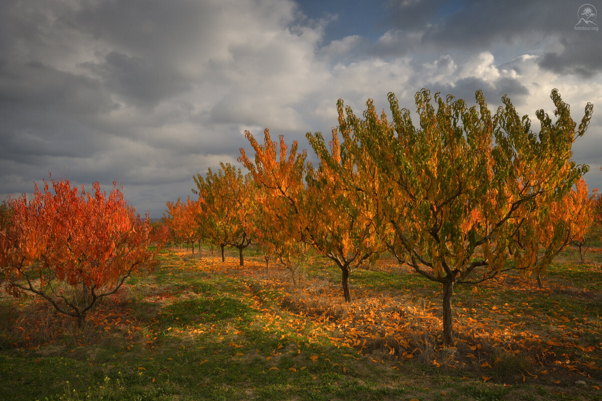 ОСЕННИЙ ПЕРСИК - Анатолий Гордиенко